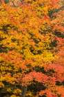 USA, Wisconsin, Chequamegon-Nicolet National Forest. Autumn-colored maple trees in forest. Art Print